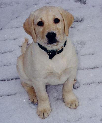 https://images.dog.ceo/breeds/labrador/n02099712_6275.jpg