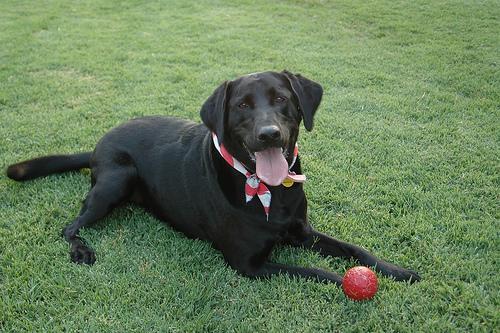 https://images.dog.ceo/breeds/labrador/n02099712_6586.jpg