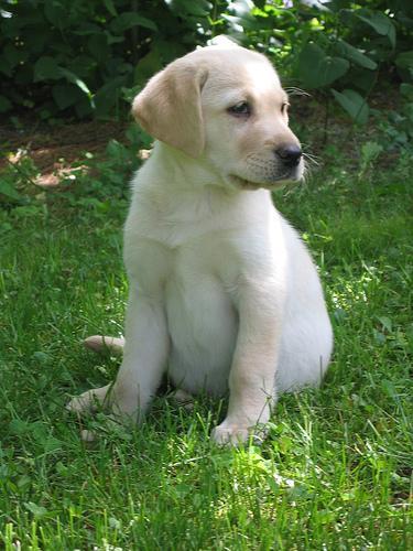 https://images.dog.ceo/breeds/labrador/n02099712_7133.jpg