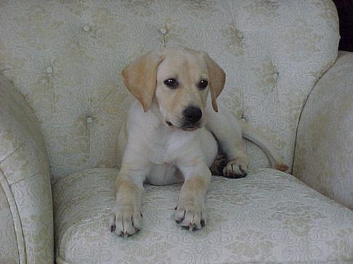 https://images.dog.ceo/breeds/labrador/n02099712_7142.jpg