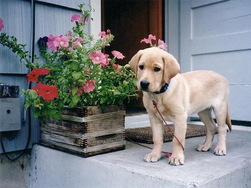 https://images.dog.ceo/breeds/labrador/n02099712_7414.jpg