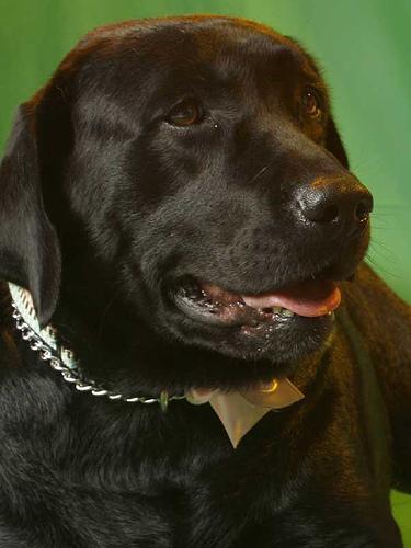 https://images.dog.ceo/breeds/labrador/n02099712_7493.jpg