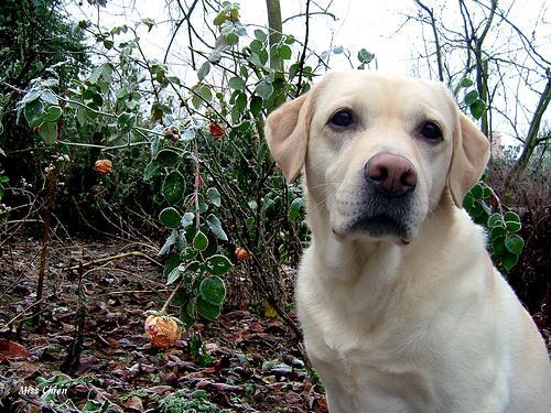 https://images.dog.ceo/breeds/labrador/n02099712_7497.jpg