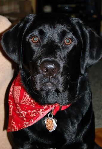 https://images.dog.ceo/breeds/labrador/n02099712_7605.jpg