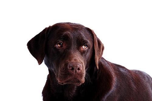 https://images.dog.ceo/breeds/labrador/n02099712_7608.jpg