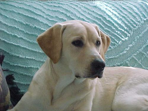 https://images.dog.ceo/breeds/labrador/n02099712_7866.jpg