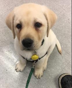 https://images.dog.ceo/breeds/labrador/yellowlab-grace.jpg