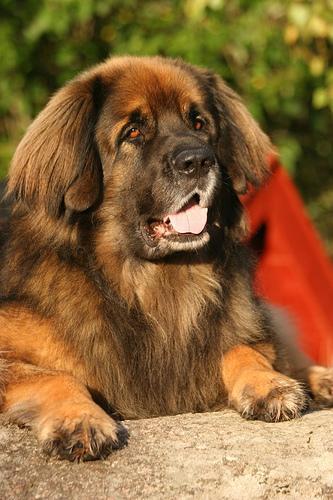 https://images.dog.ceo/breeds/leonberg/n02111129_1111.jpg