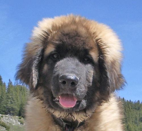 https://images.dog.ceo/breeds/leonberg/n02111129_1153.jpg