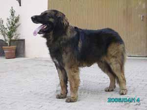 https://images.dog.ceo/breeds/leonberg/n02111129_1181.jpg