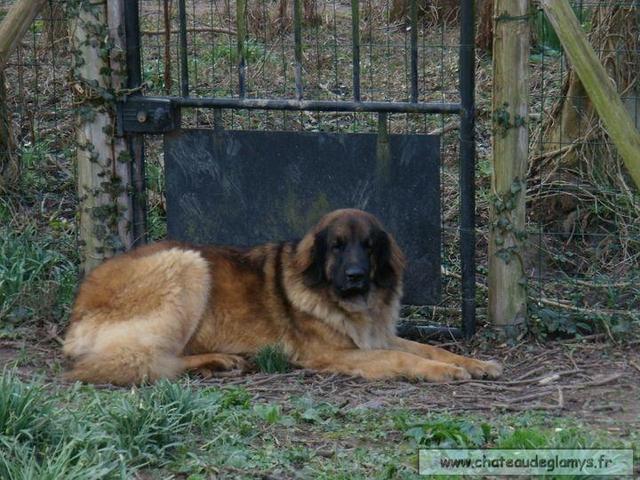 https://images.dog.ceo/breeds/leonberg/n02111129_1184.jpg