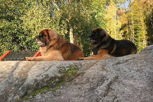 https://images.dog.ceo/breeds/leonberg/n02111129_1197.jpg