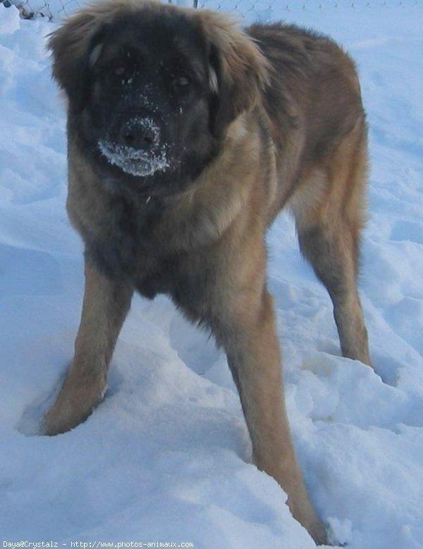 https://images.dog.ceo/breeds/leonberg/n02111129_1325.jpg