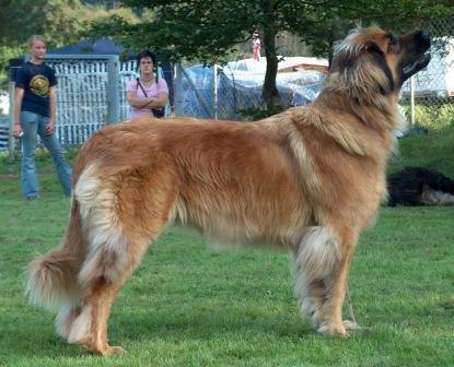 https://images.dog.ceo/breeds/leonberg/n02111129_1380.jpg