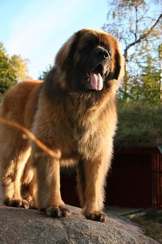 https://images.dog.ceo/breeds/leonberg/n02111129_1383.jpg