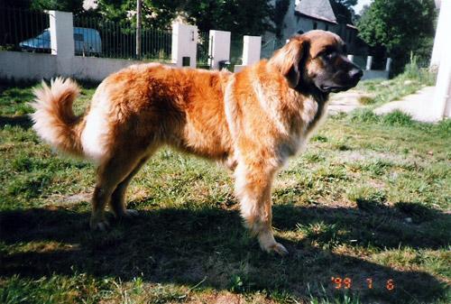 https://images.dog.ceo/breeds/leonberg/n02111129_1390.jpg