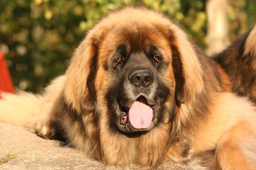 https://images.dog.ceo/breeds/leonberg/n02111129_1419.jpg