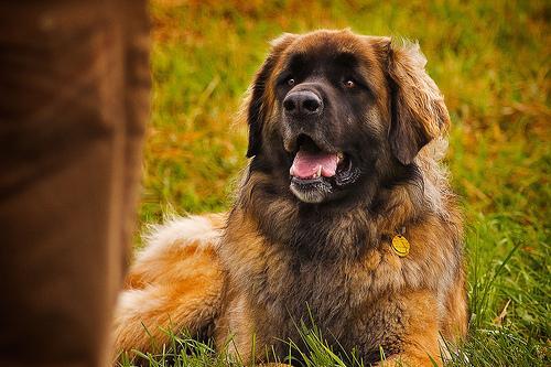 https://images.dog.ceo/breeds/leonberg/n02111129_1501.jpg