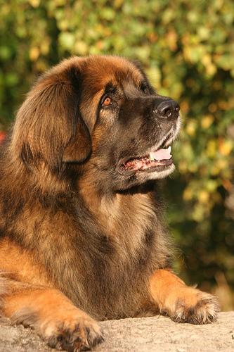 https://images.dog.ceo/breeds/leonberg/n02111129_1503.jpg