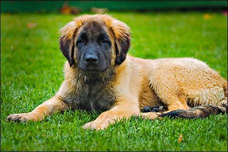 https://images.dog.ceo/breeds/leonberg/n02111129_164.jpg