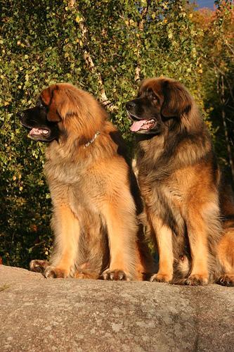 https://images.dog.ceo/breeds/leonberg/n02111129_1656.jpg