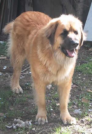 https://images.dog.ceo/breeds/leonberg/n02111129_1752.jpg