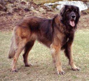 https://images.dog.ceo/breeds/leonberg/n02111129_1799.jpg