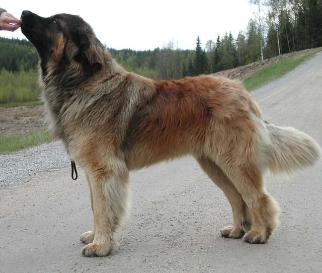 https://images.dog.ceo/breeds/leonberg/n02111129_2047.jpg