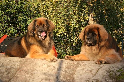 https://images.dog.ceo/breeds/leonberg/n02111129_207.jpg