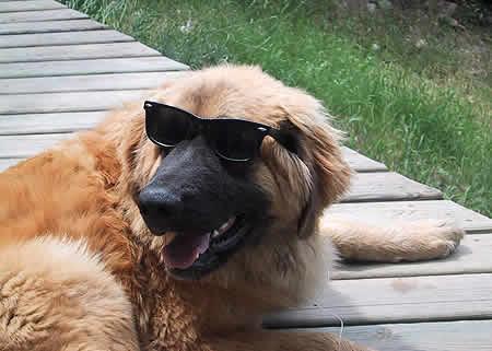 https://images.dog.ceo/breeds/leonberg/n02111129_2072.jpg