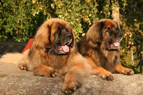 https://images.dog.ceo/breeds/leonberg/n02111129_2119.jpg