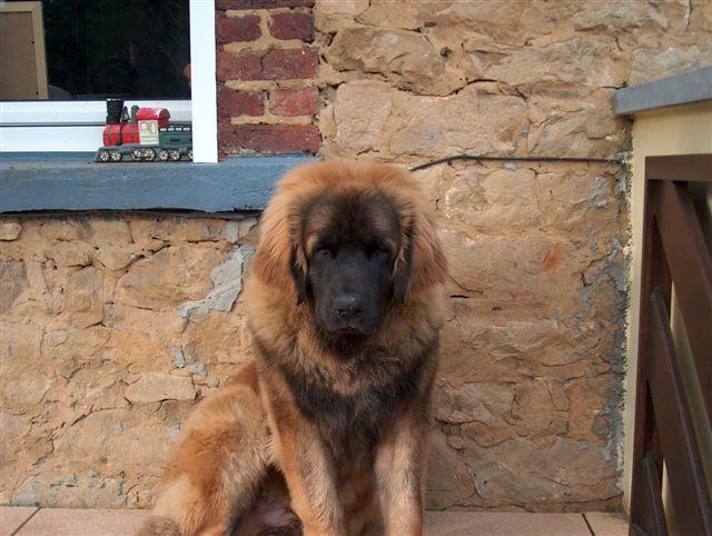 https://images.dog.ceo/breeds/leonberg/n02111129_2138.jpg