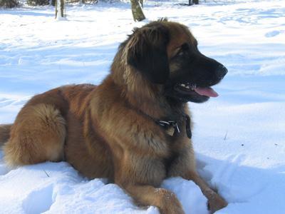 https://images.dog.ceo/breeds/leonberg/n02111129_2153.jpg