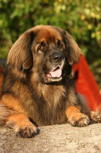 https://images.dog.ceo/breeds/leonberg/n02111129_2330.jpg