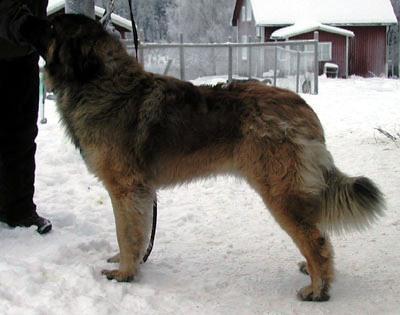 https://images.dog.ceo/breeds/leonberg/n02111129_2359.jpg