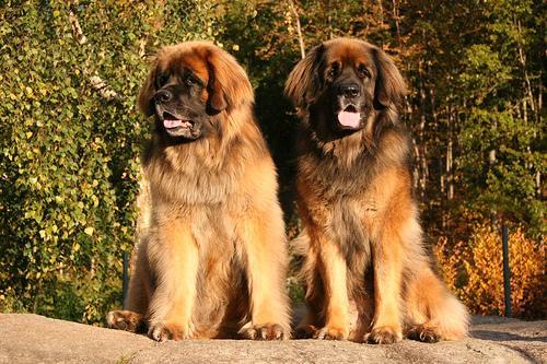 https://images.dog.ceo/breeds/leonberg/n02111129_237.jpg