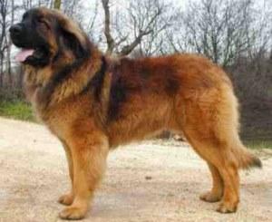 https://images.dog.ceo/breeds/leonberg/n02111129_2400.jpg