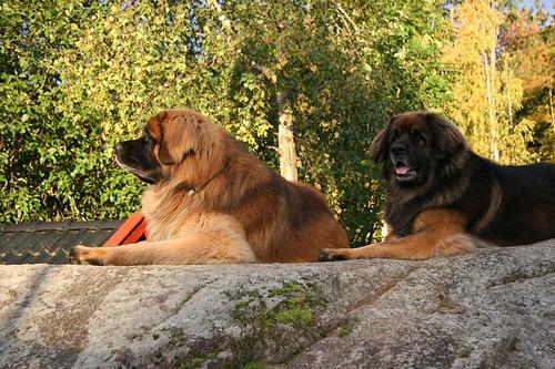 https://images.dog.ceo/breeds/leonberg/n02111129_2520.jpg