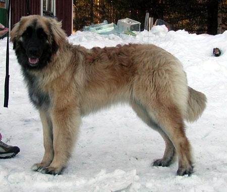 https://images.dog.ceo/breeds/leonberg/n02111129_2594.jpg