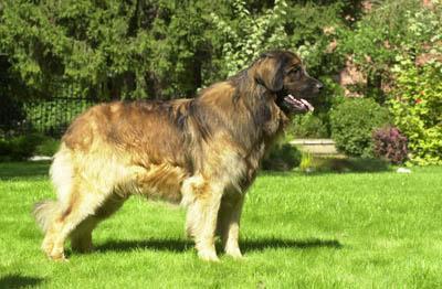 https://images.dog.ceo/breeds/leonberg/n02111129_2617.jpg