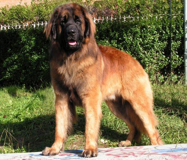 https://images.dog.ceo/breeds/leonberg/n02111129_2741.jpg