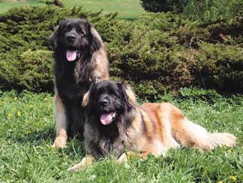 https://images.dog.ceo/breeds/leonberg/n02111129_2785.jpg