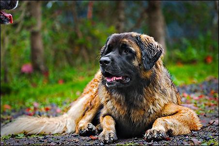 https://images.dog.ceo/breeds/leonberg/n02111129_294.jpg