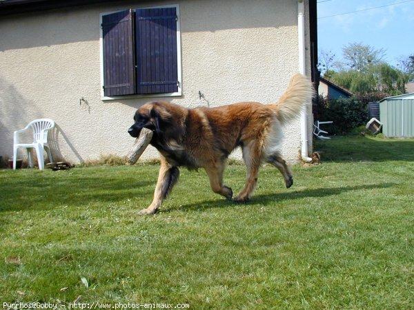 https://images.dog.ceo/breeds/leonberg/n02111129_2949.jpg