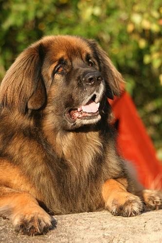 https://images.dog.ceo/breeds/leonberg/n02111129_2954.jpg