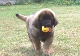 https://images.dog.ceo/breeds/leonberg/n02111129_2974.jpg