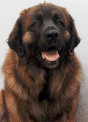 https://images.dog.ceo/breeds/leonberg/n02111129_3028.jpg