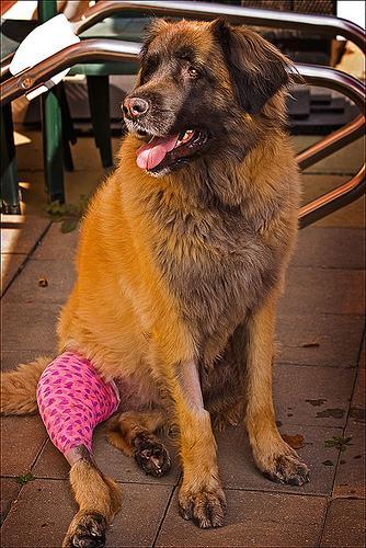 https://images.dog.ceo/breeds/leonberg/n02111129_3045.jpg