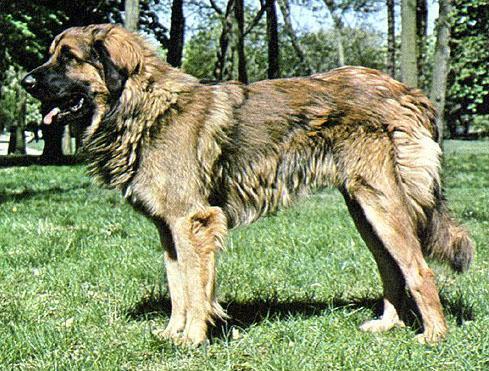 https://images.dog.ceo/breeds/leonberg/n02111129_3087.jpg