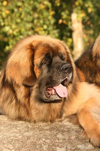 https://images.dog.ceo/breeds/leonberg/n02111129_324.jpg